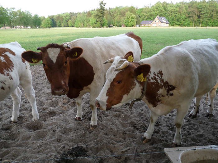 De boerderij